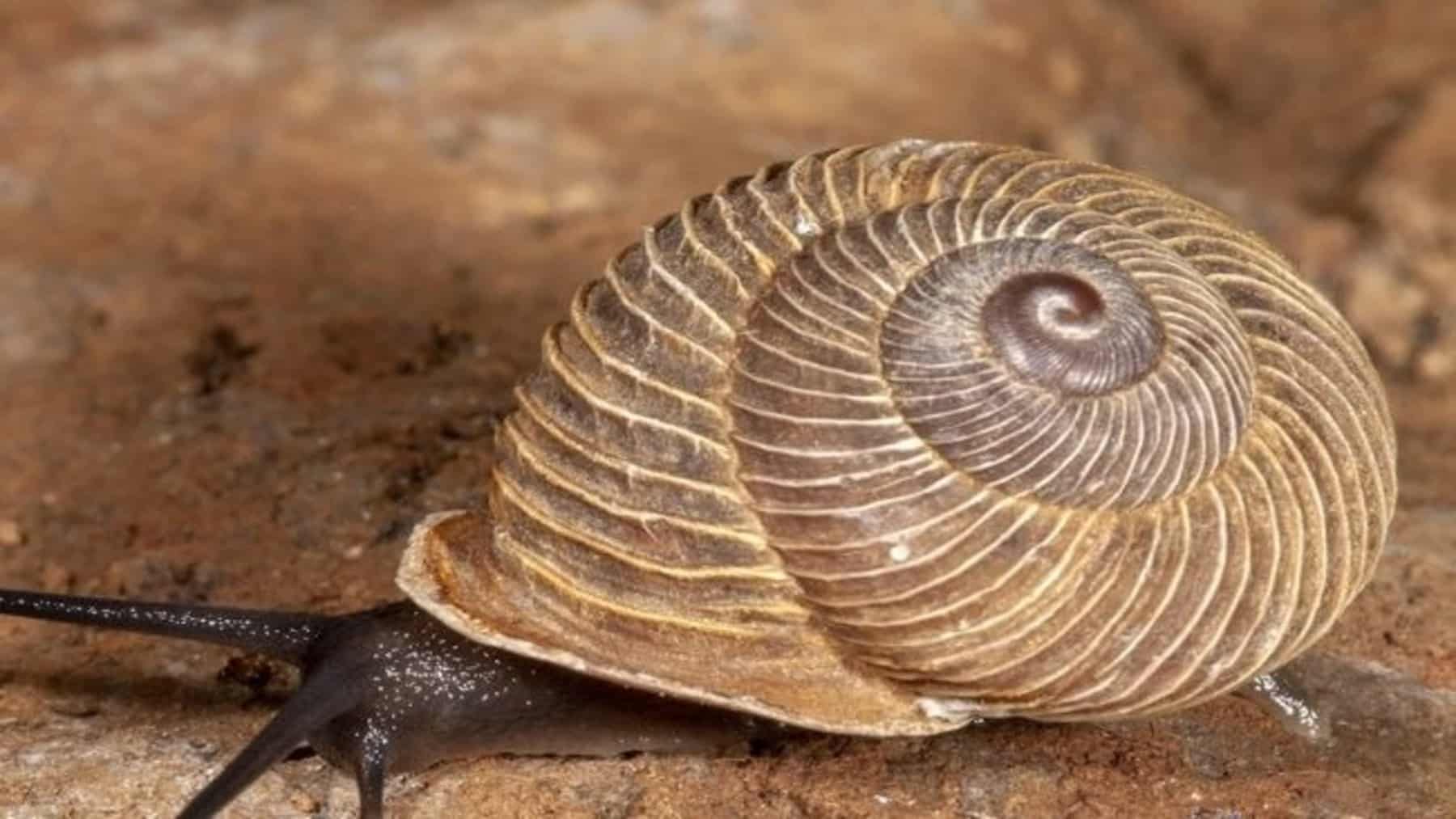 Canarias alberga dos especies los caracoles endémicos en peligro crítico de extinción