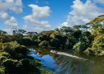 Casi un 30 por ciento de los ecosistemas amazónicos se ven afectados por actividades humanas, estos son sus ‘baluartes’