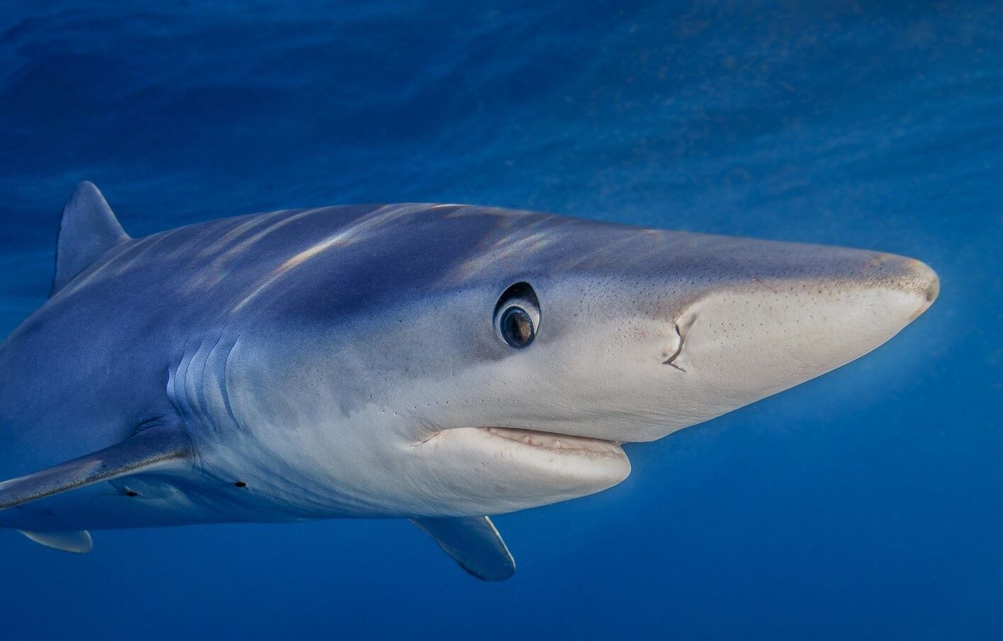 Ciencia ONG marcan tintoreras Cartagena protección conservación