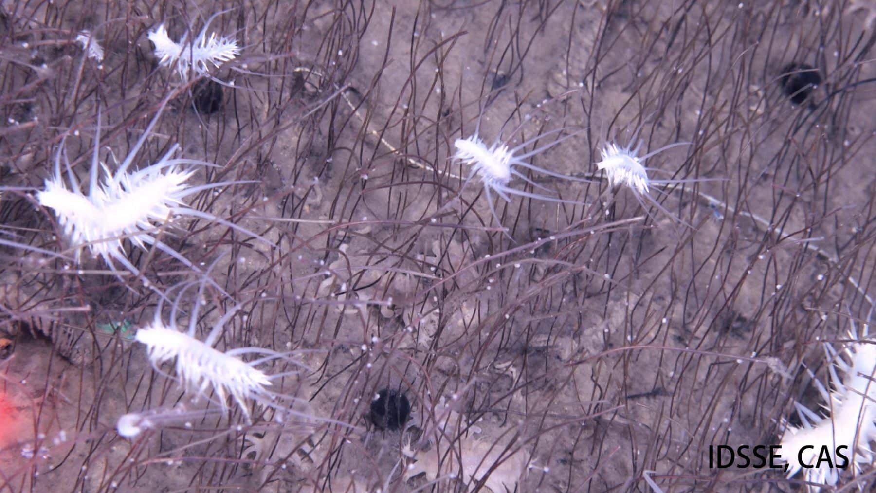 gusanos moluscos oceánicos profundidad