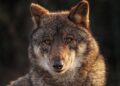 Ciudadanía ciencia luchar demagogia lobo ibérico