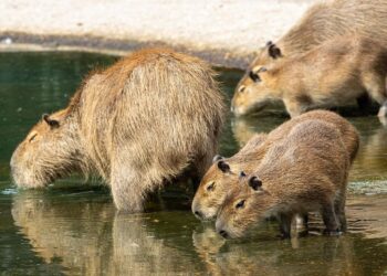 Colombia chigüiro capibara