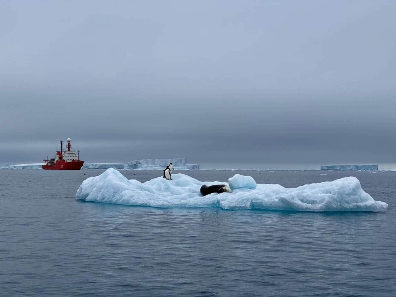 deshielo Planeta bacterias multirresistentes especies