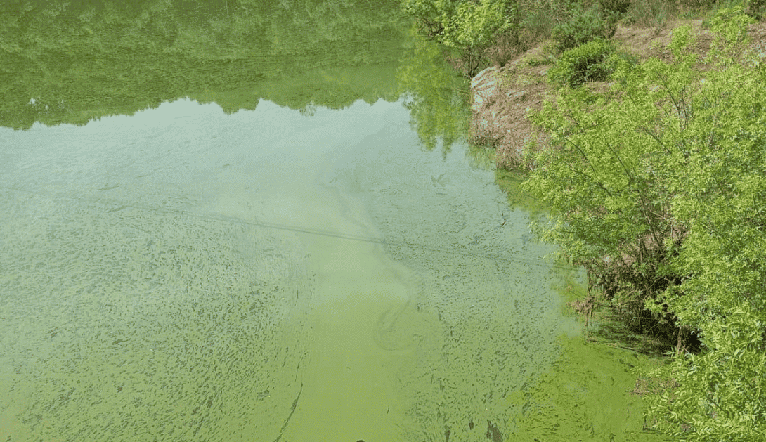 Contaminación río Limia embalse As Conchas varapalo judicial ganadería industrial instituciones