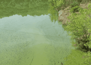 Contaminación río Limia embalse As Conchas varapalo judicial ganadería industrial instituciones