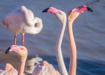 Delta Ebro paraíso flamencos