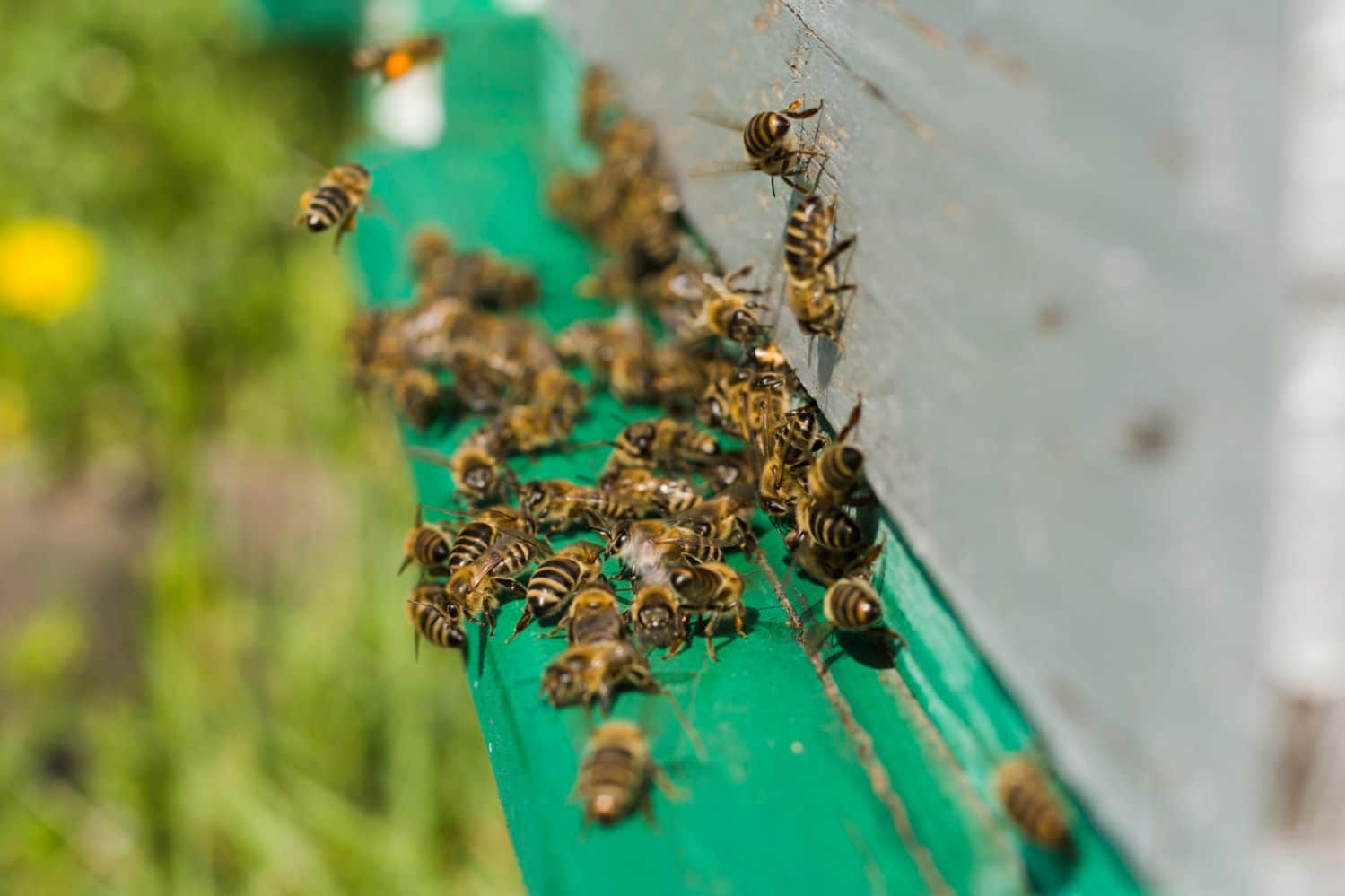 Demasiadas colmenas abejas riesgo ecológico