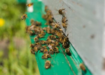 Demasiadas colmenas abejas riesgo ecológico