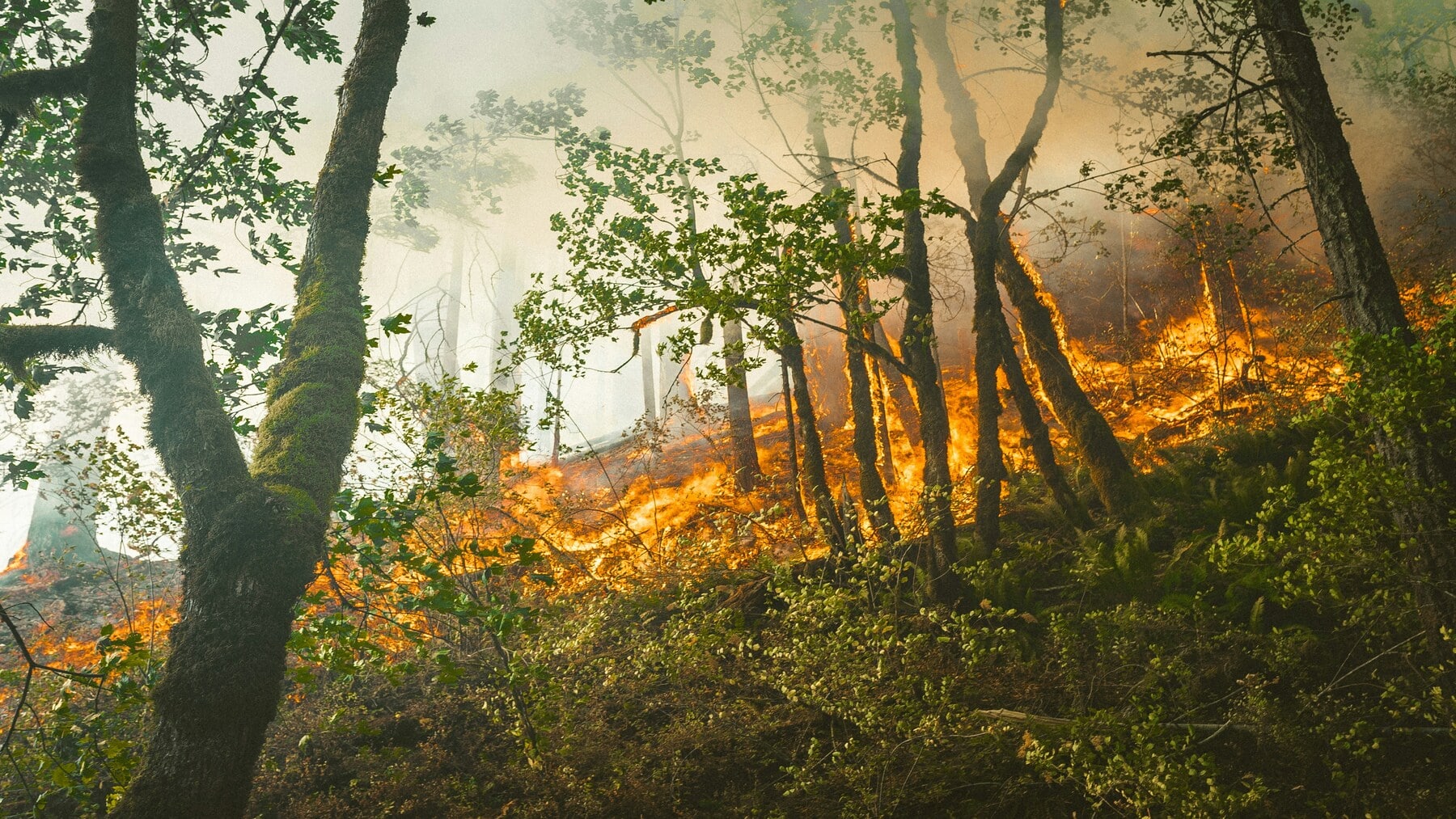 Desalojan más de 100 personas por el incendio forestal en Las Hurdes (Extremadura)