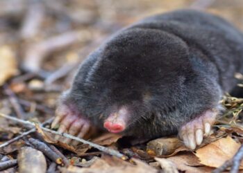 Describen una nueva especie de topo en Camp dels Ninots (Girona)