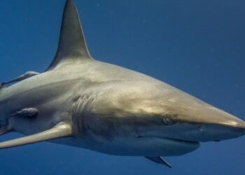 Día Internacional de la Conciencia por los Tiburones 2025 la amenaza de la sobrepesca