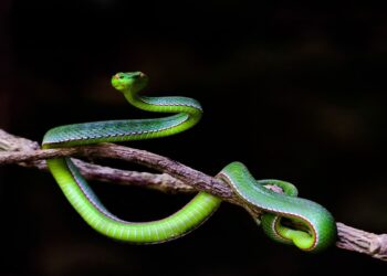 Día Mundial de la Serpiente 2025