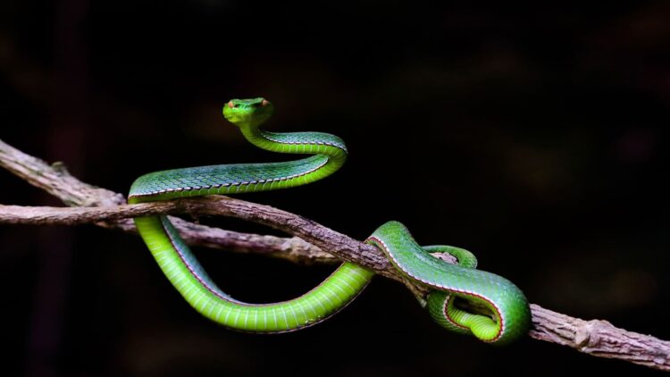 Día Mundial de la Serpiente 2025