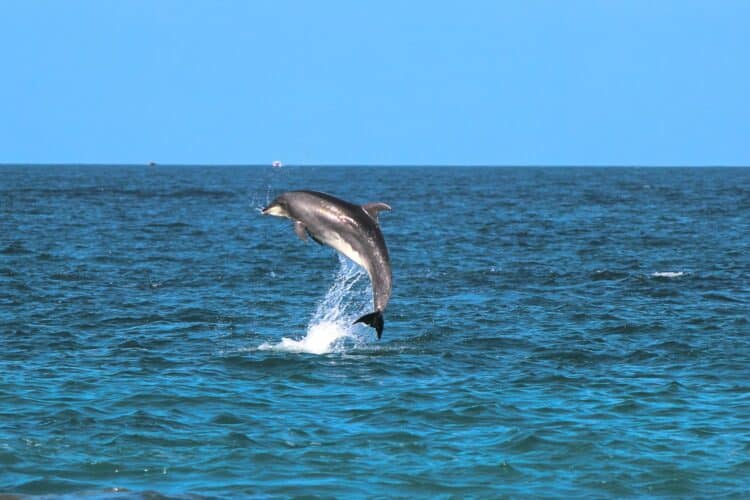 dia mundial ballenas delfines 2025