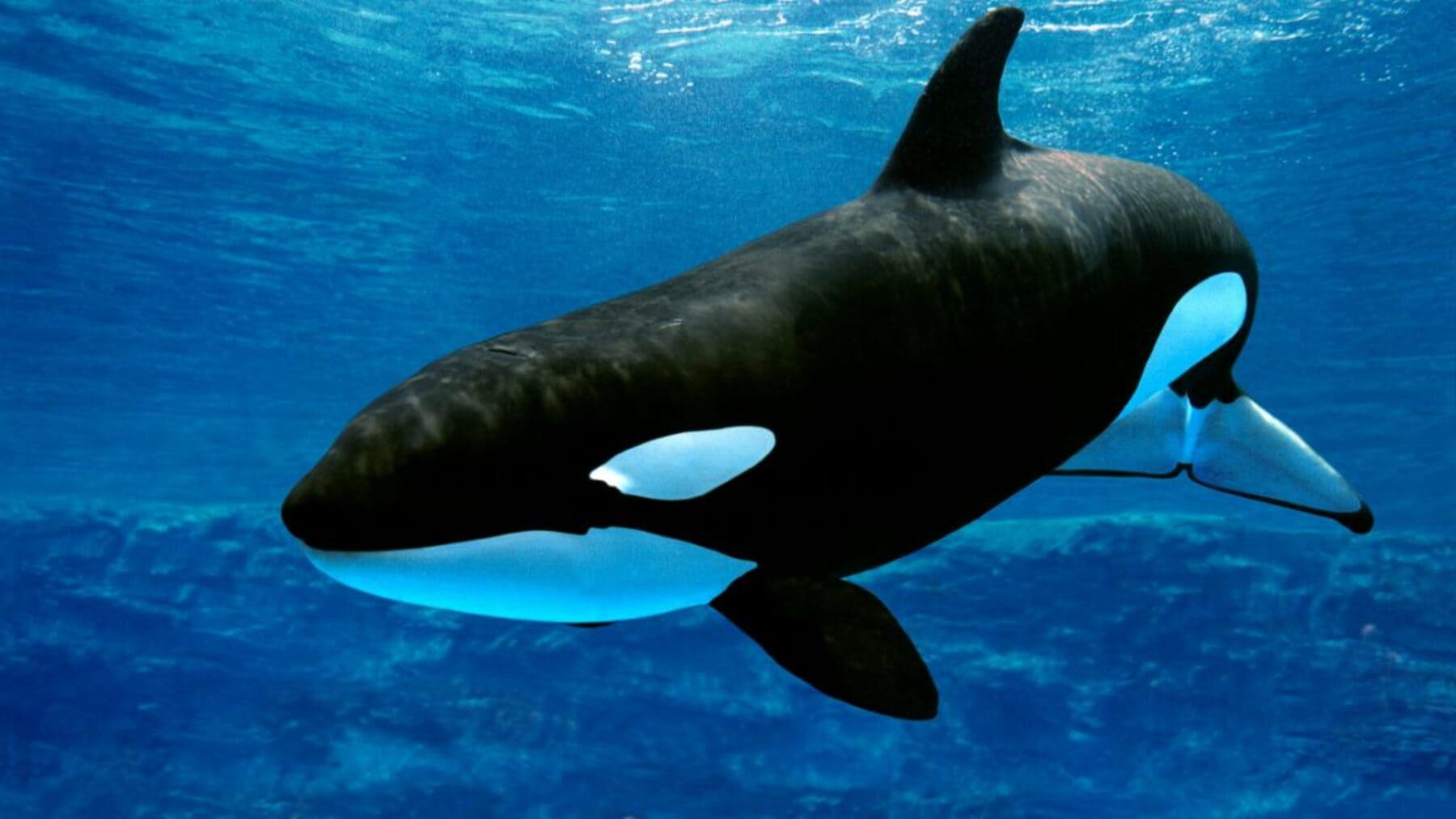 Día Mundial de las Orcas 2025 amenazas humanas y cambio climático