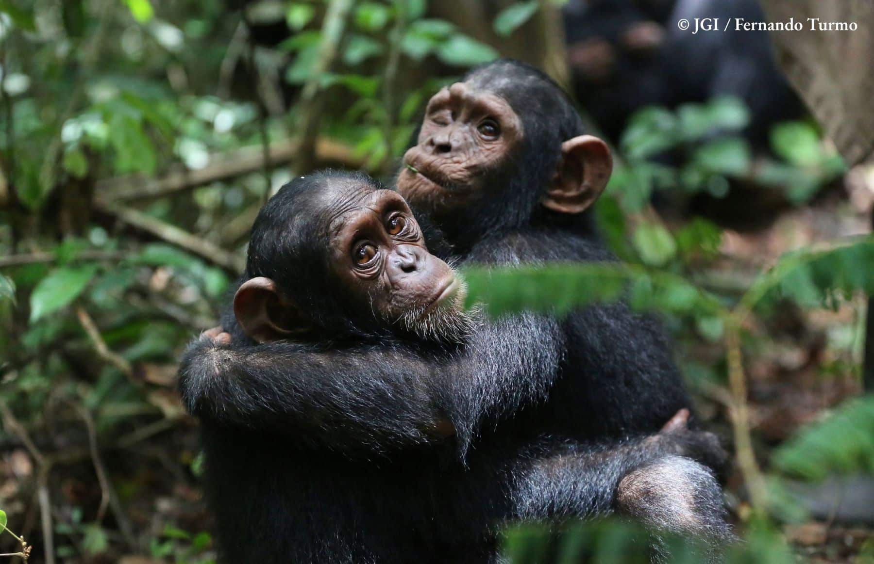 Día Mundial Chimpancé 2025 Instituto Jane Goodall España (IJGE) solicita ayuda protegerlos