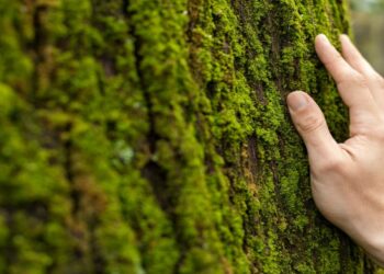 Día de la Sobrecapacidad de la Tierra 2025