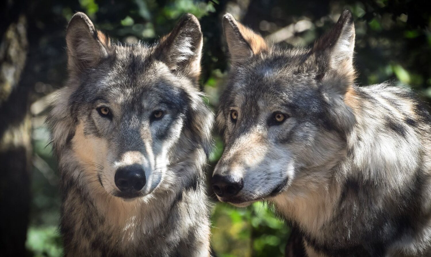 Comisión Europea cazar lobos España