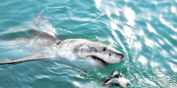 Ecologistas campaña tiburones aguas ibéricas Canarias