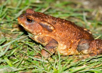 Ecuador descubren un nuevo tipo de sapo y lo bautizan en honor al británico Steve Backshall
