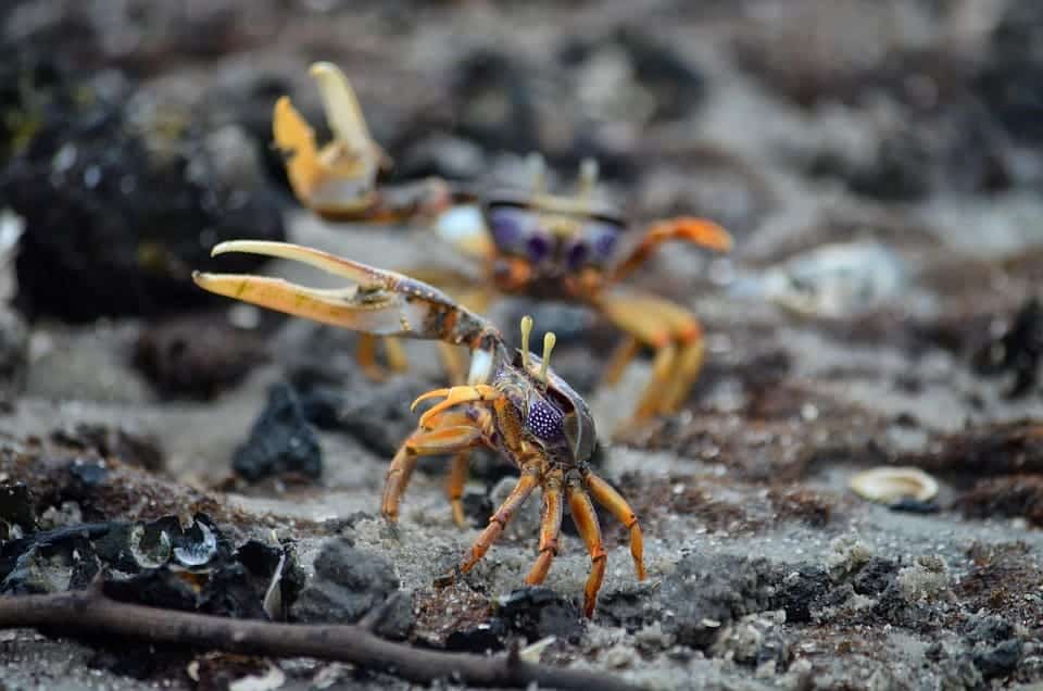 ecuador-protege-manglar