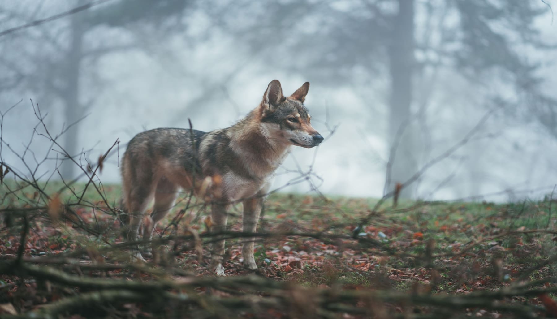 El Defensor del Pueblo interviene a favor del lobo ante el TC