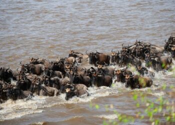 masai mara kenia migracion animal libro mundial records