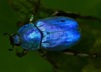 El XXI ‘Congreso Ibérico de Entomología’ será en Ávila del 6 al 10 del próximo mes de octubre