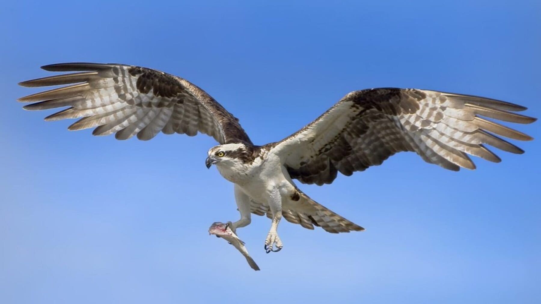 El águila pescadora en las Marismas del Odiel bate todos los ‘récords’ de nidificación este 2025