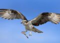 El águila pescadora en las Marismas del Odiel bate todos los ‘récords’ de nidificación este 2025