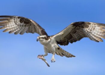 El águila pescadora en las Marismas del Odiel bate todos los ‘récords’ de nidificación este 2025