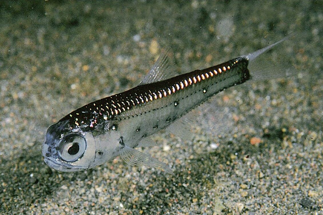 exiguo oxígeno mares océanos letal peces aguas profundas