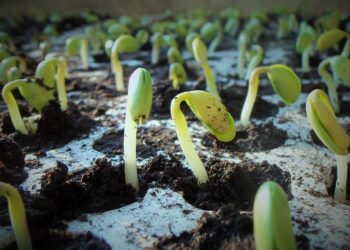 cultivo industrial Soja deforestación perdida biodiversidad emisiones erosión suelo contaminación agua