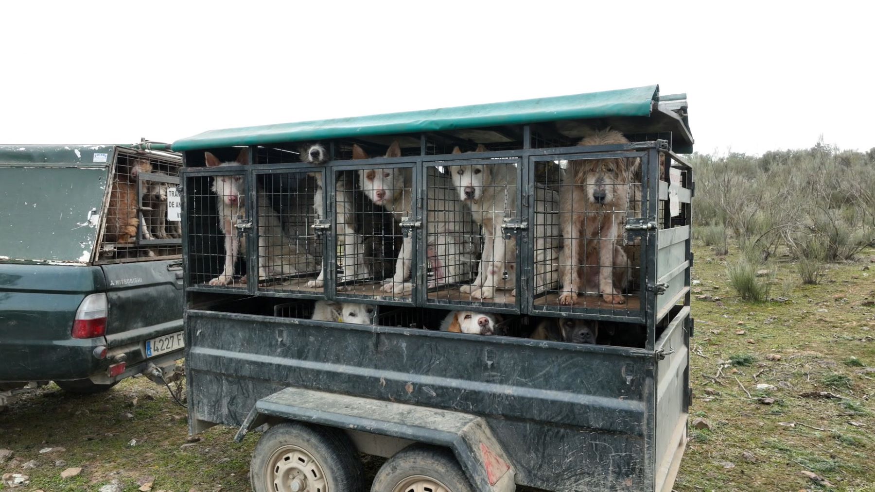 Pacma denuncia uso menores promocionar caza Cazalla Sevilla