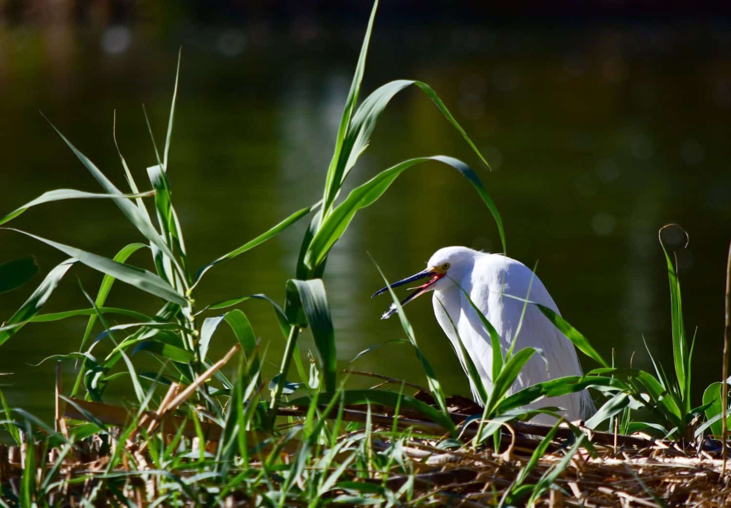 España recuperar humedales Miteco fondos