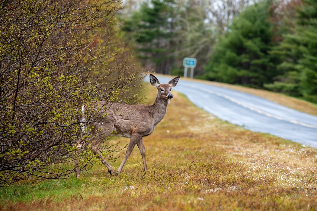 accidentes animales duplicaron