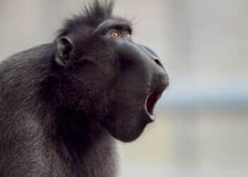 primates NO siempre domina macho