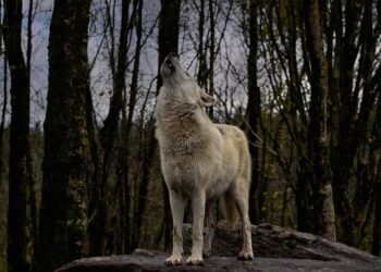 Frenazo caza lobos ibéricos Galicia
