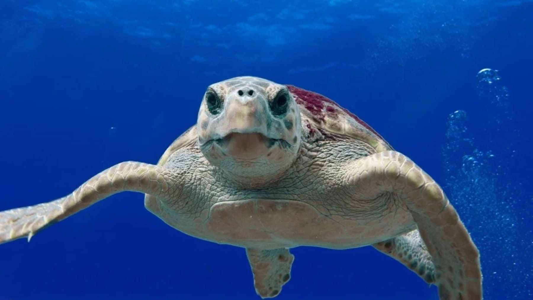 Fuerteventura liberan tres tortugas boba en la zona de Grandes Playas de Corralejo