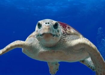 Fuerteventura liberan tres tortugas boba en la zona de Grandes Playas de Corralejo