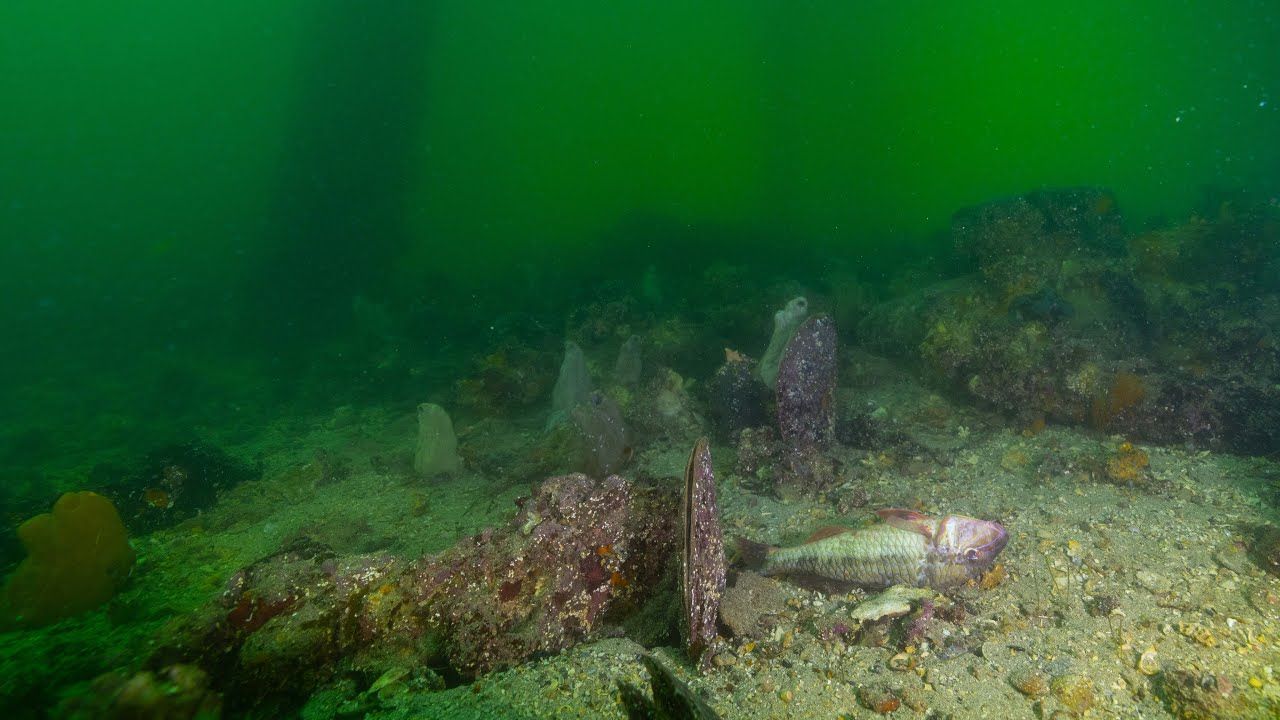 Karenia Mikimotoi alga tóxica mortalidad animales marinos Australia