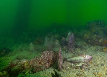 Karenia Mikimotoi alga tóxica mortalidad animales marinos Australia