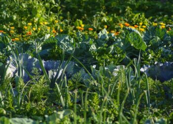 La biodiversidad de las ciudades y los huertos urbanos