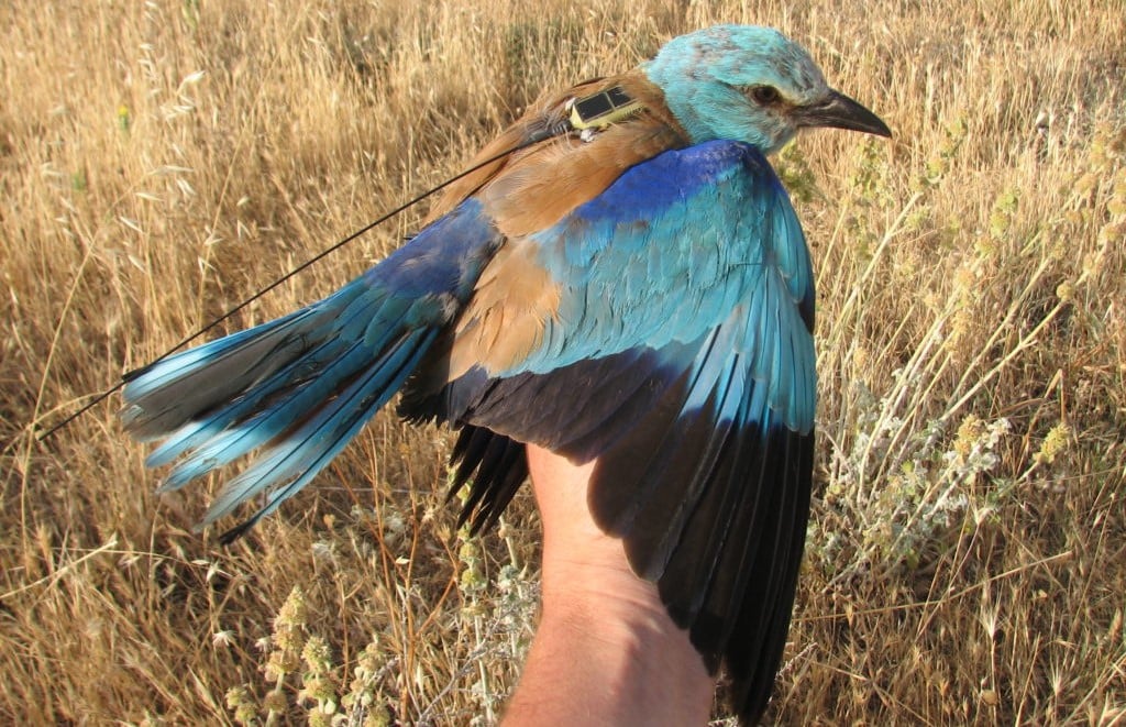 carraca europea retorna Alt Camp Tarragona