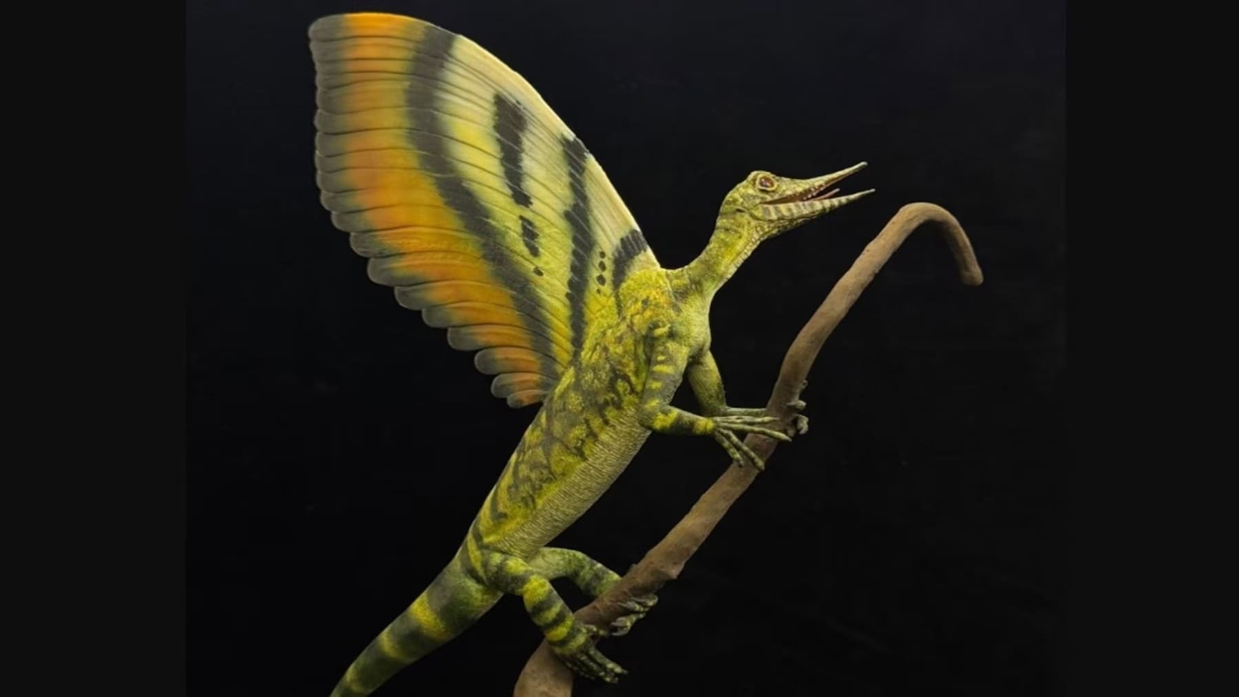 La evolución de las plumas a partir del estudio de un reptil del Triásico