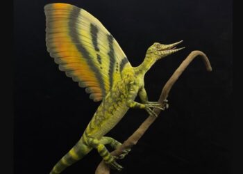 La evolución de las plumas a partir del estudio de un reptil del Triásico