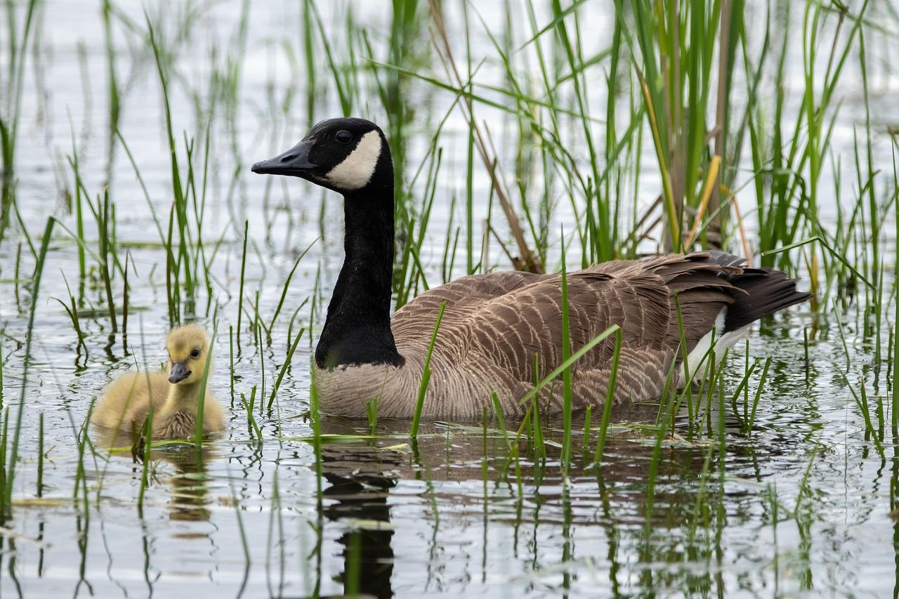 perdida humedales coste economico