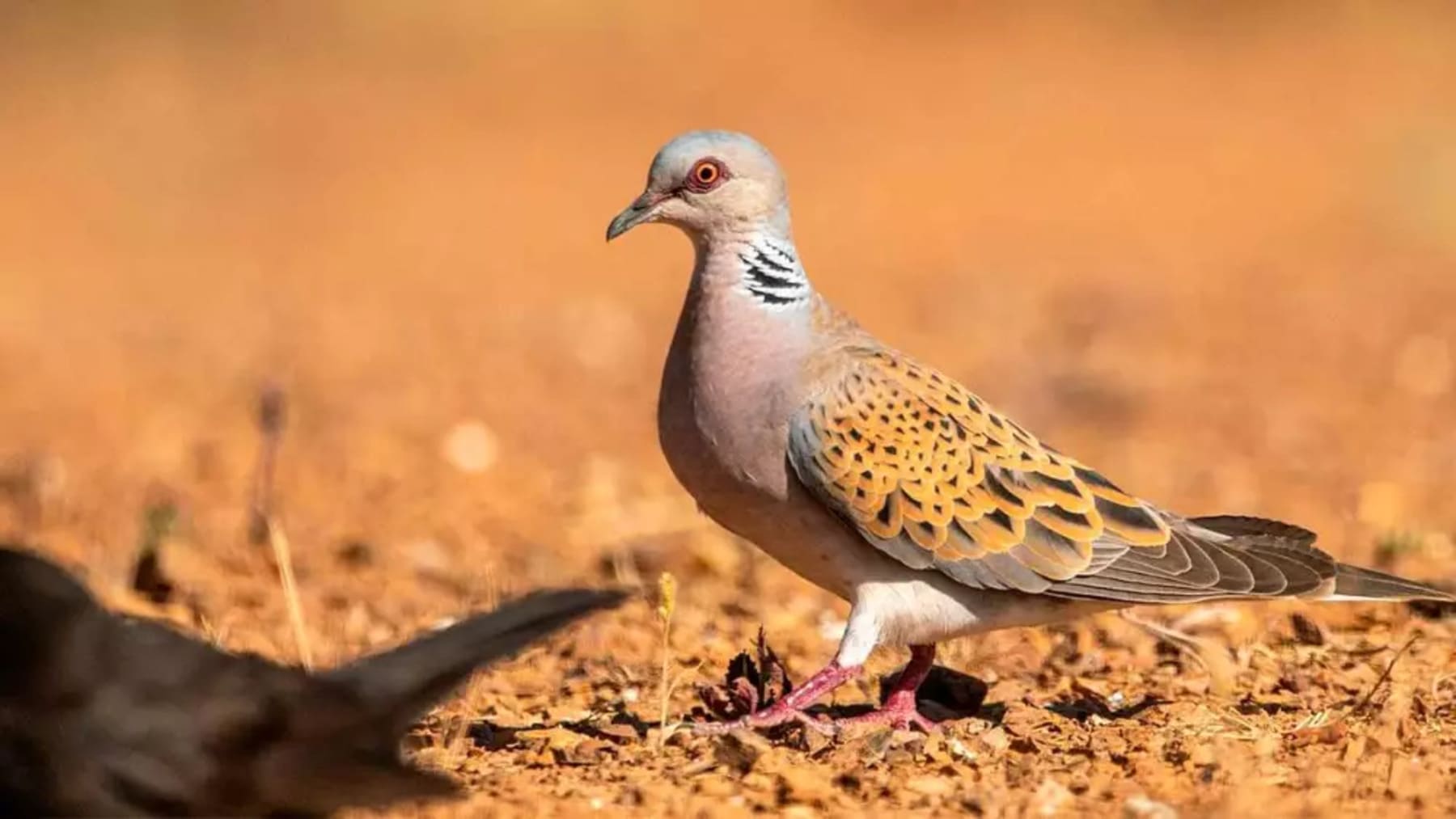 La población de 'tórtola europea' no está fuera de peligro ni de lejos