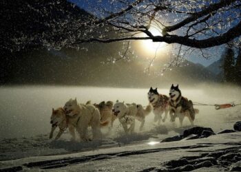 perros trineo groenlandia genoma