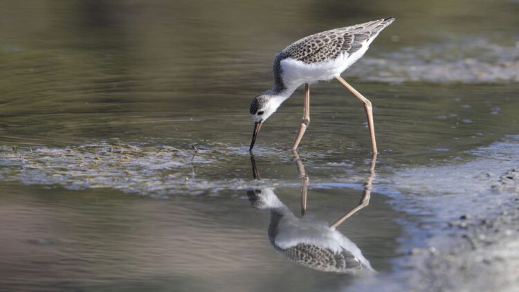 Las aves acuáticas de Europa 'perjudicadas' por la degradación de los humedales Ramsar en España